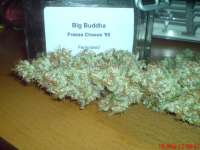 Big Buddha Seeds Freeze Cheese '89 - photo made by JAHJAHChildren