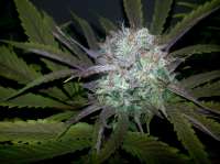 Bigdogs Seeds Collection Gonzo #2 BX1 - photo made by lovekush
