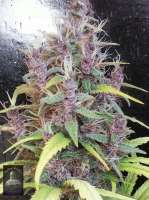 Bigdogs Seeds Collection Lady Durban - photo made by admin