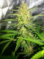 Bigdogs Seeds Collection Silver Rocket - photo made by BigdogsSeeds