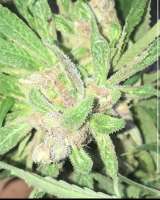 Picture from BiodynamicGrownCultivars (TCCE)