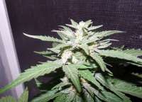 Black Skull Seeds Diesel Matic - photo made by cheifyc