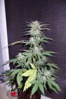 Black Skull Seeds Diesel Matic - photo made by cheifyc
