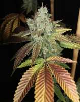 Bodhi Seeds Black Triangle - photo made by pupilfam