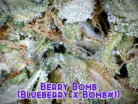 Bomb Seeds Berry Bomb - photo made by Justin108