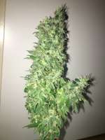 Bulk Seed Bank Ananas Funk - photo made by Budfit