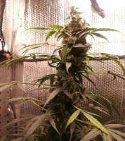 Bulk Seed Bank Auto Bubblegum Extra - photo made by Reone
