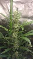 Bulk Seed Bank Auto Chronical - photo made by GermanGrowCologne