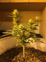 Bulk Seed Bank Auto Guerilla Glue - photo made by grower4200