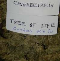 Cannabeizein Tree of Life - photo made by ErnestCharsi
