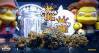 Clone Only Strains Crown OG - photo made by Justin108