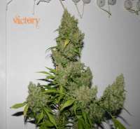 Clone Only Strains Victory - photo made by randalika