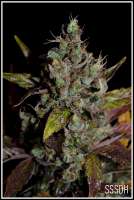 Connoisseur Genetics SSSDH - photo made by admin