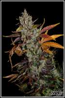 Connoisseur Genetics SSSDH - photo made by admin
