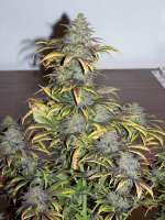 Crazy Diamonds Seed Company Star Runner - photo made by 420since1974