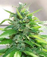Cream of the Crop Seeds Cream Cheese - photo made by SeedMan91