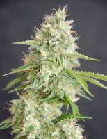Cream of the Crop Seeds Double Cream - photo made by SeedMan91