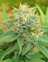 Cream of the Crop Seeds Narcotic Kush - photo made by SeedMan91