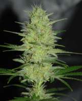 Cream of the Crop Seeds Pretty Lights - photo made by SeedMan91