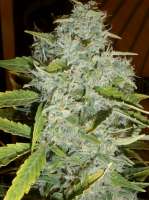 Cream of the Crop Seeds Psychofruit - photo made by SeedMan91