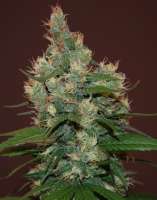 Cream of the Crop Seeds Sour Turbo Diesel - photo made by SeedMan91