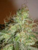 Cream of the Crop Seeds White Chronic - photo made by SeedMan91
