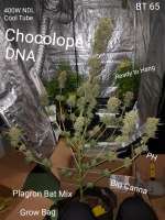 DNA Genetics Seeds Chocolope - photo made by Chillskill