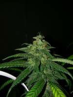 DNA Genetics Seeds Double Alien 18 - photo made by 46nkid