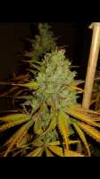 DNA Genetics Seeds Florida Gold - photo made by Chico