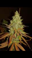 DNA Genetics Seeds Florida Gold - photo made by Chico