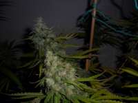DNA Genetics Seeds Kandy Skunk - photo made by admin