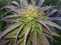 DNA Genetics Seeds Pure Afghan - photo made by mendosa
