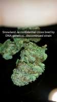 DNA Genetics Seeds SnowLAnd - photo made by Ognick