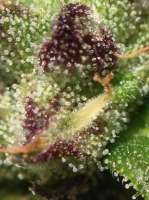 Delicious Seeds Critical Jack Herer Auto - photo made by kartak