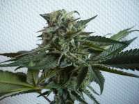 Picture from merlin (Bubba Kush)