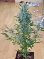 Dinafem Moby Dick Autoflowering - photo made by scoobysnax