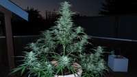 Picture from ThinkDifferent (Moby Dick XXL Autoflowering)