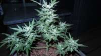 Picture from ThinkDifferent (Moby Dick XXL Autoflowering)
