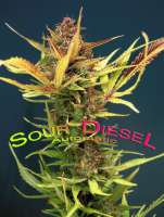 Dinafem Sour Diesel Autoflowering - photo made by StrainTrain
