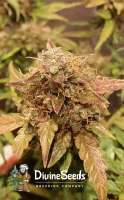 Divine Seeds Auto Afghan Bullet - photo made by DivineSeedsSupport