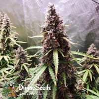 Divine Seeds Auto Black Opium - photo made by DivineSeedsSupport