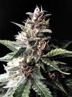 Divine Seeds Auto Black Opium - photo made by DivineSeedsSupport