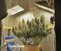 Divine Seeds Auto Kabul - photo made by DivineSeedsSupport