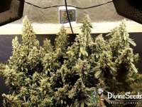 Divine Seeds Auto Kabul - photo made by DivineSeedsSupport