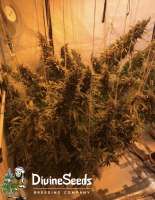 Divine Seeds Auto Opium - photo made by DivineSeedsSupport