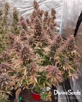 Divine Seeds Auto Purple Opium - photo made by DivineSeedsSupport