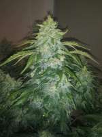 Divine Seeds Auto White Russian - photo made by DivineSeedsSupport
