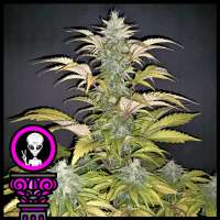 Domus Seeds Alien Chocolate - photo made by DomusSeeds