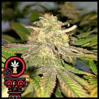 Domus Seeds Auto Cookies - photo made by DomusSeeds