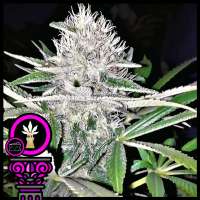 Domus Seeds Blue Cheese - photo made by DomusSeeds